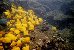 ReefMaster film camera. Kealakekua Bay on the Big Island.... by Bill Arle 